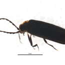 Image of Eropterus arculus Green 1951