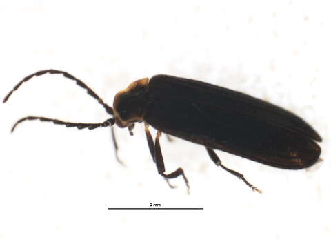 Image of Eropterus arculus Green 1951