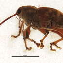 Curculio strictus Casey & T. L. 1897 resmi