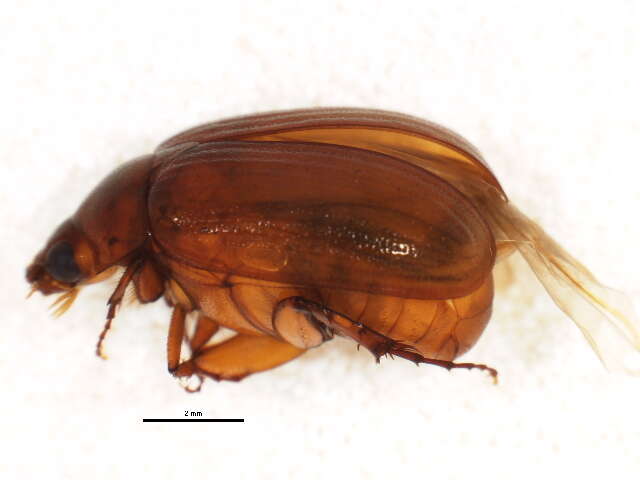 Image of Serica intermixta Blatchley 1910