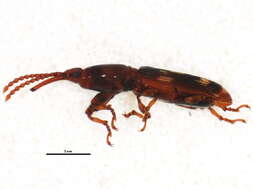 Image de <i>Arrhenodes minutus</i>