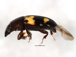 Image of Glischrochilus fasciatus (Olivier 1790)