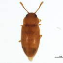 Image of <i>Cryptophilus propinquus</i>