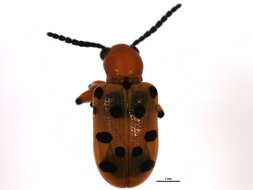 Image of Spotted asparagus beetle