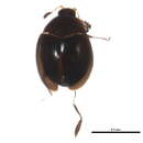 Image of Orthoperus scutellaris Le Conte 1878