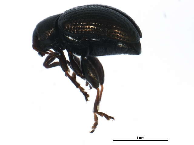 Image of Biota