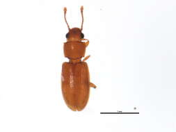 Image of Foreign Grain Beetle