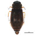 Image of Helophorus (Rhopalohelophorus) sempervarians Angus 1970