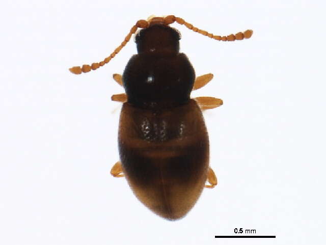 Image of Atomaria ephippiata Zimmermann 1869