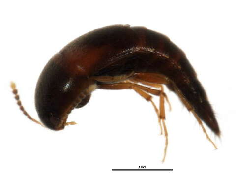 Image of Sepedophilus