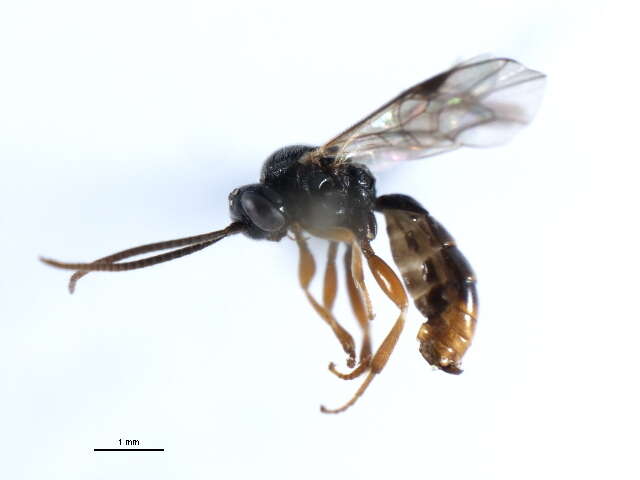 Image of Microplitis