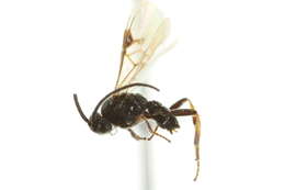 Image of Microplitis