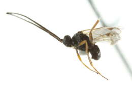 Image of Microplitis
