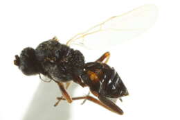 Image of Microplitis
