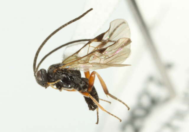 Image of Microplitis