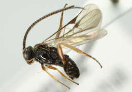 Image of Microplitis