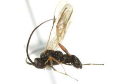 Image of Microplitis