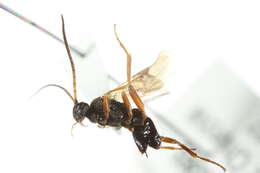 Image of Diolcogaster