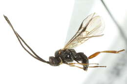 Image of Microplitis