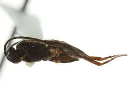 Image of Microplitis