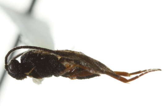 Image of Microplitis