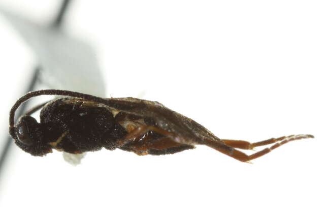 Image of Microplitis