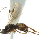 Image of Microplitis