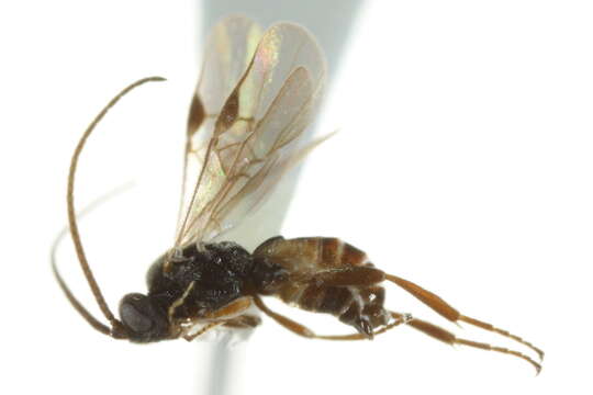 Image of Microplitis