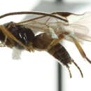 Image of Microplitis