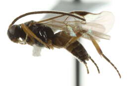Image of Microplitis