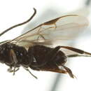 Image of <i>Dolichogenidea sicaria</i>