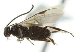 Image of <i>Dolichogenidea sicaria</i>