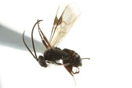 Image of <i>Dolichogenidea sicaria</i>