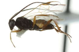 Image of Cotesia yakutatensis (Ashmead 1902)