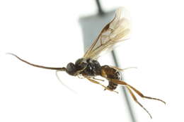 Image of Microplitis