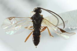 Image of Cotesia yakutatensis (Ashmead 1902)