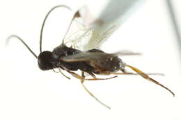 Image of Microplitis