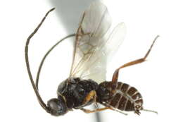 Image of Microplitis