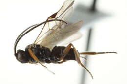 Image of Microplitis