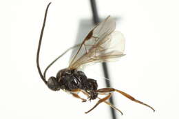 Image of Microplitis