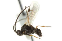 Image of Microplitis
