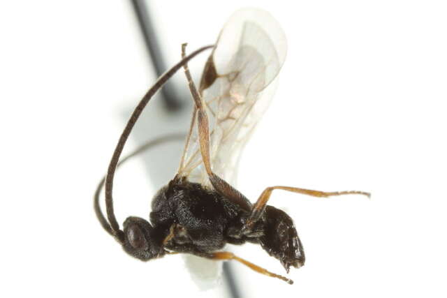 Image of Microplitis