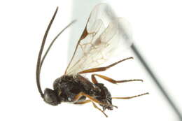 Image of Microplitis