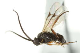 Image of Microplitis