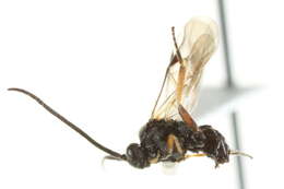 Image of Microplitis