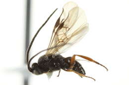 Image of Microplitis