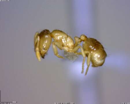 Image of Solenopsis molesta