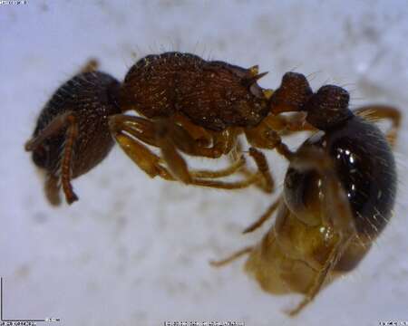 Image of Myrmica AF-smi