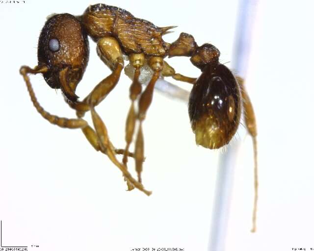 Image of Myrmica AF-smi