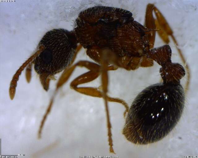 Image of Myrmica AF-smi